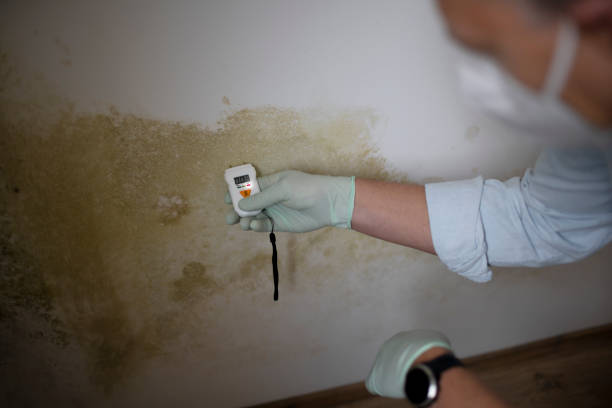 Why You Should Choose Our Mold Remediation Services in Pelzer, SC